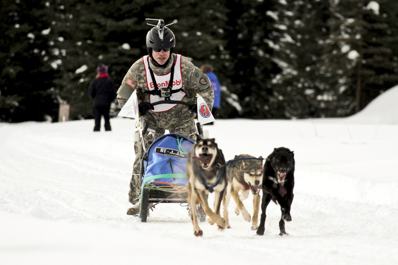 dog sled team competition race free photo