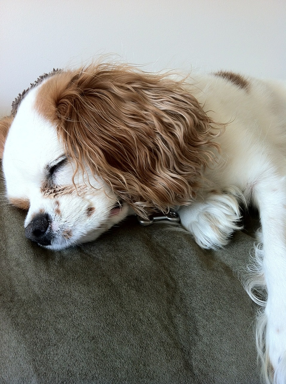 dog sleeping cavalier king charles spaniel pet free photo