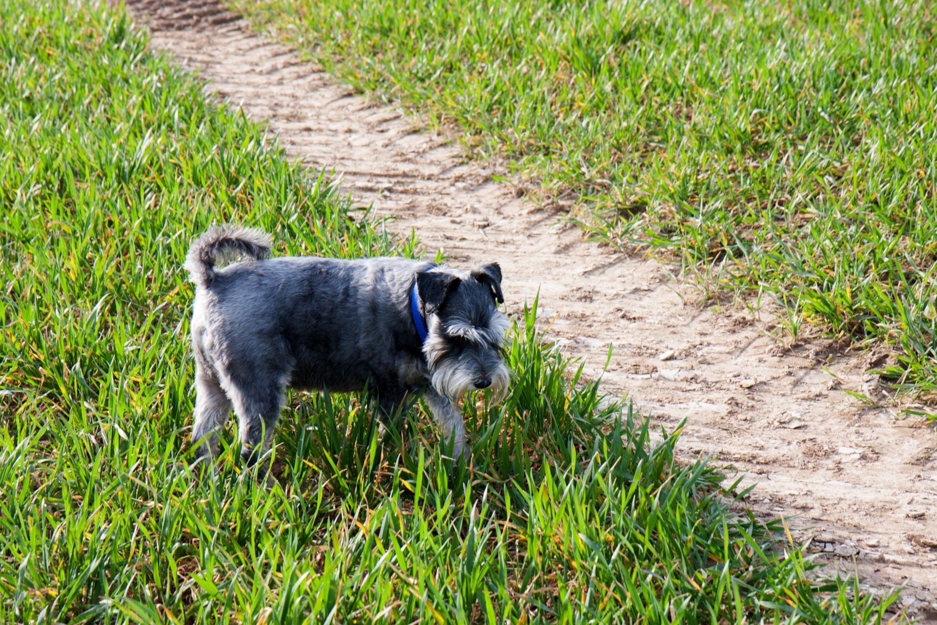 dog schnauzer miniature schnauzer free photo