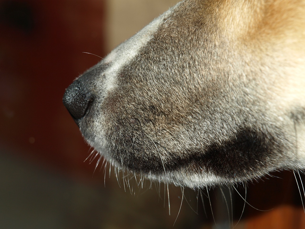 dog snout snout nose free photo