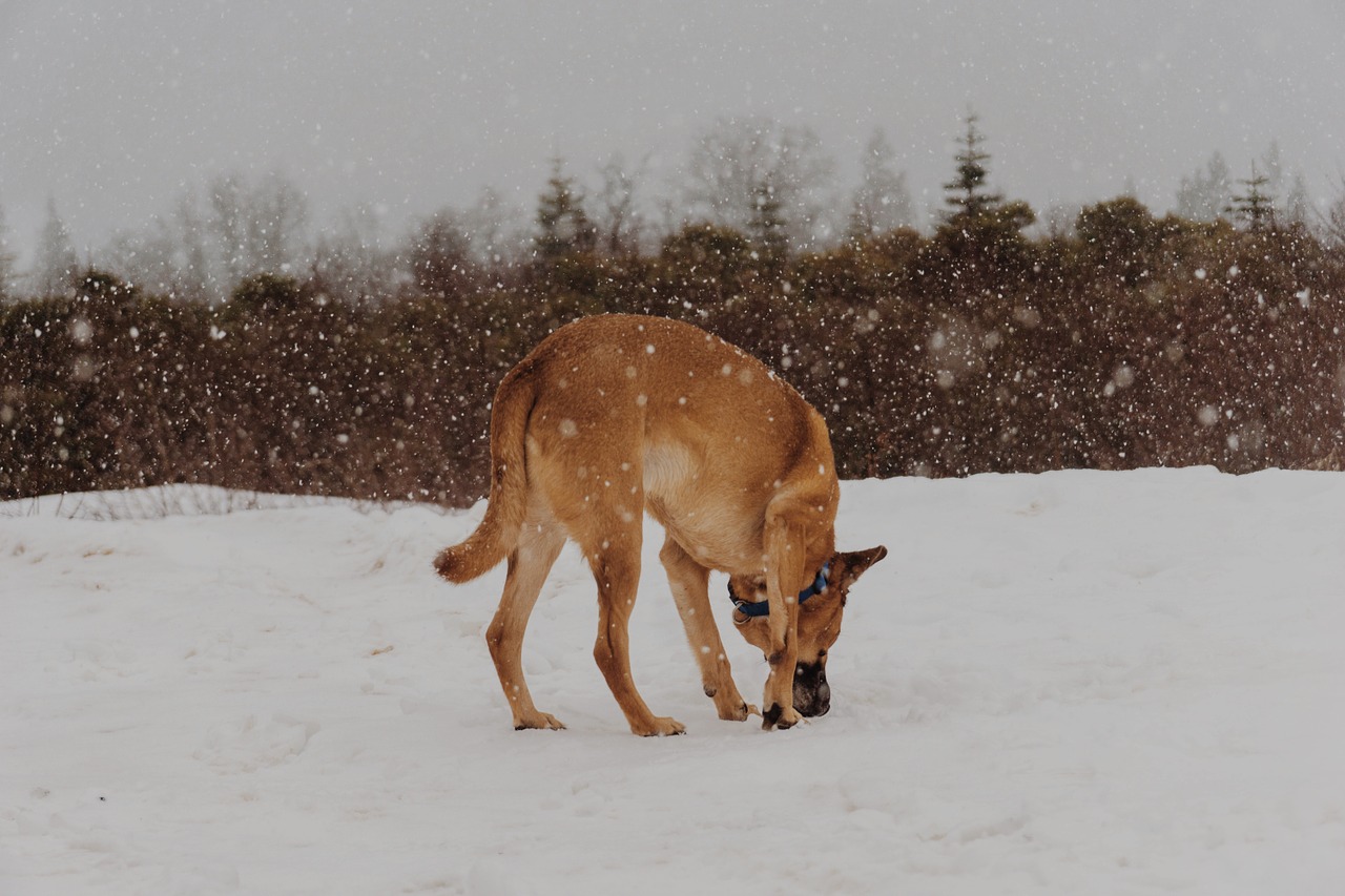 dog snow shepherd snow free photo