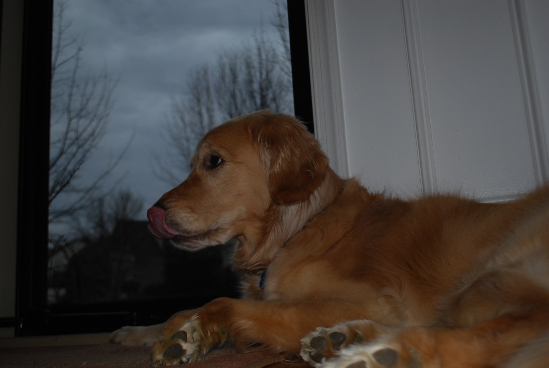 golden retriever dog free photo