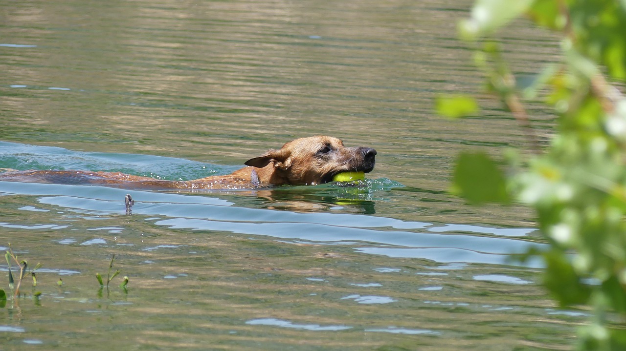 dog swimming  dog  water free photo