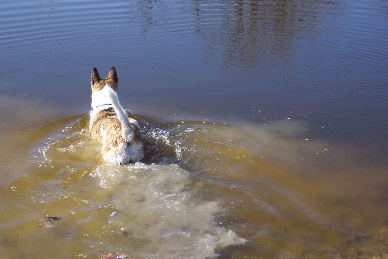 dog akita shepard free photo