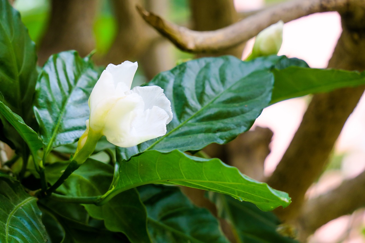 dog tooth flower  leaf  nature free photo