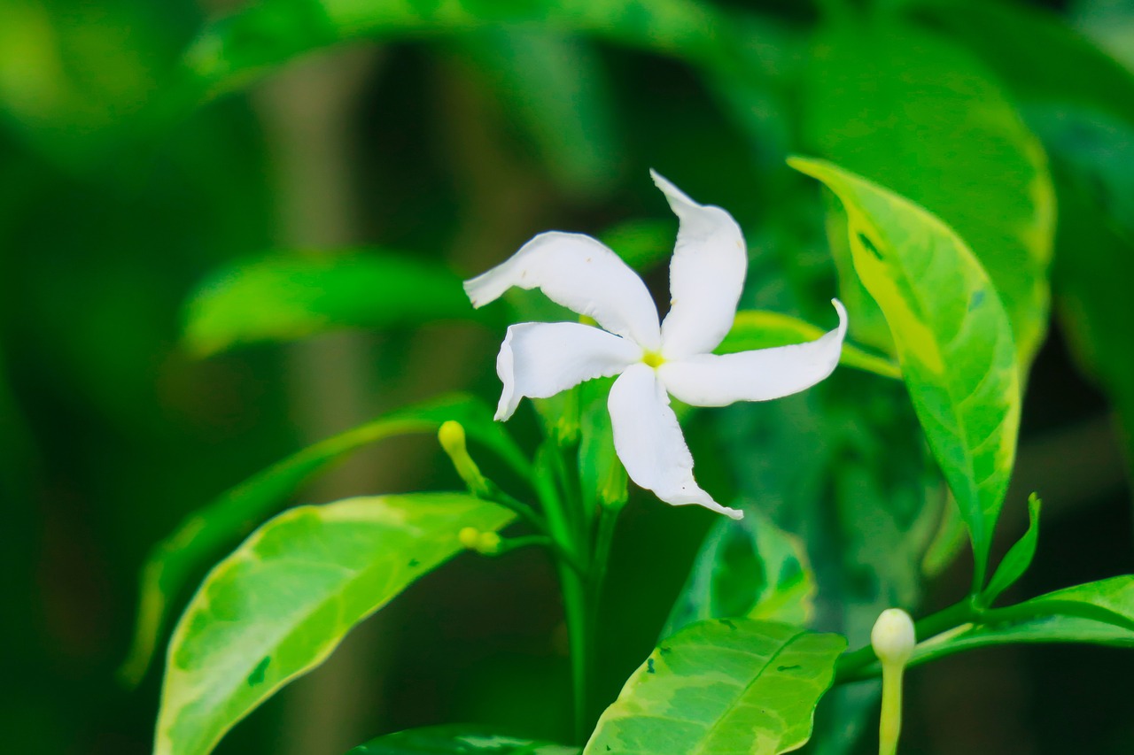 dog tooth flower  leaf  nature free photo