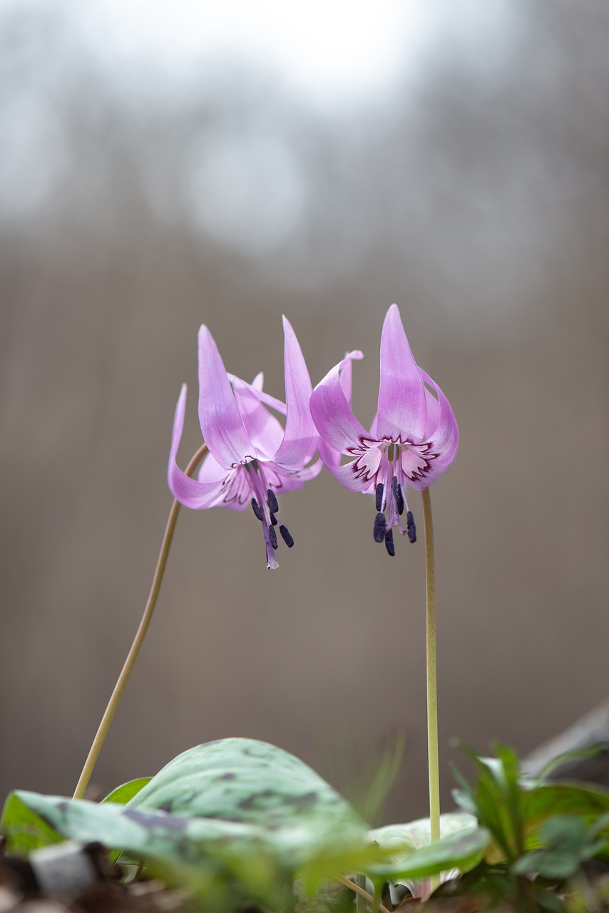 dog-tooth violet  south korea  wild flower free photo