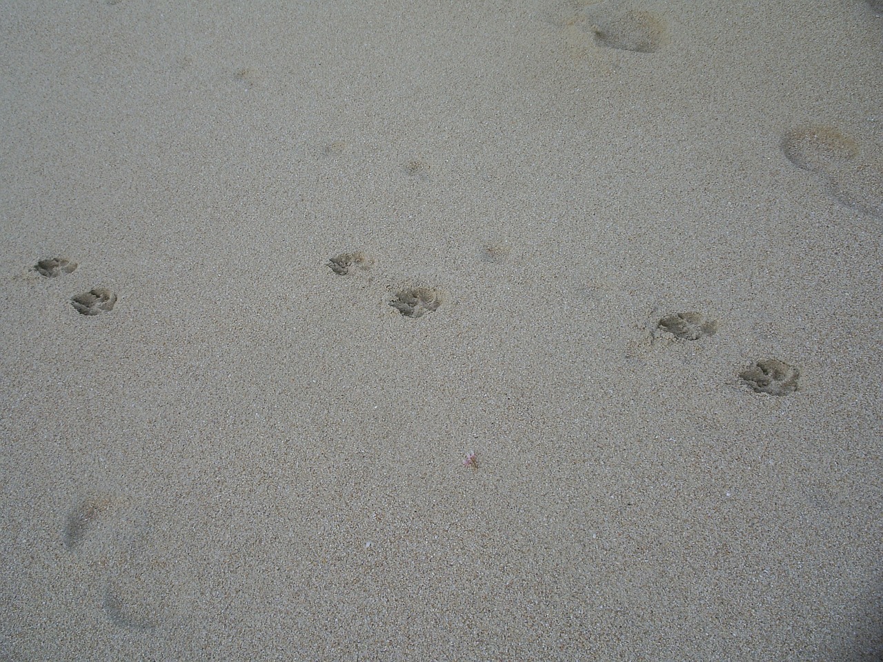 dog tracks beach sand free photo