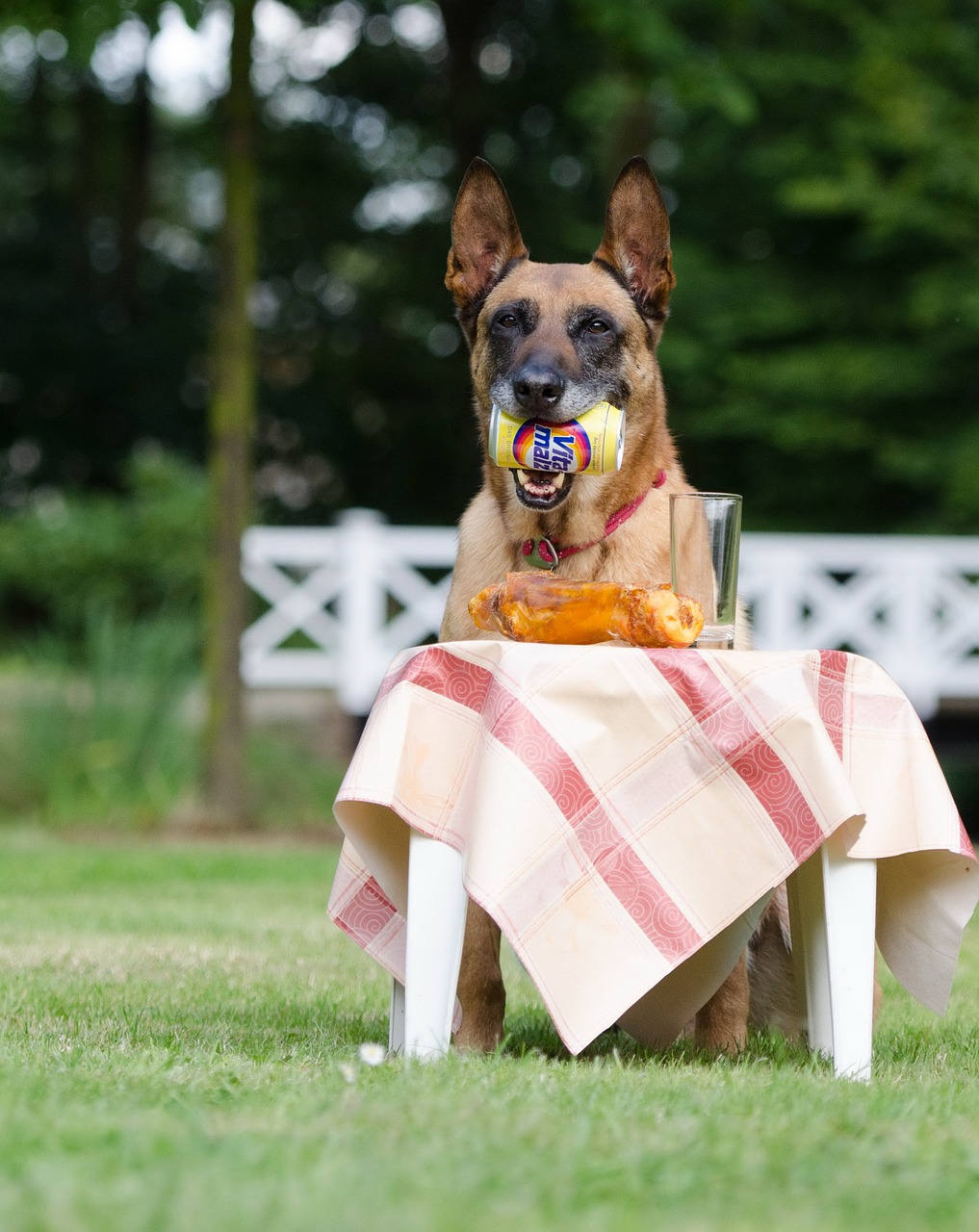 dog trick dog shows a trick malinois free photo