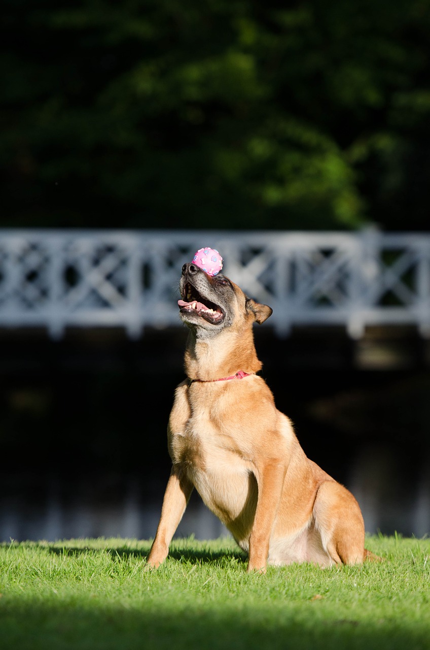 dog trick balance ball on snout free photo
