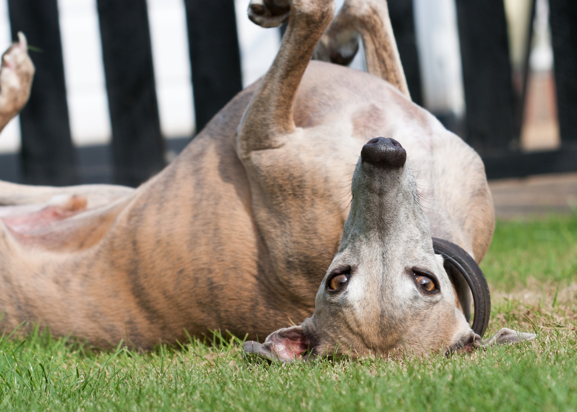 dog whippet upside down free photo