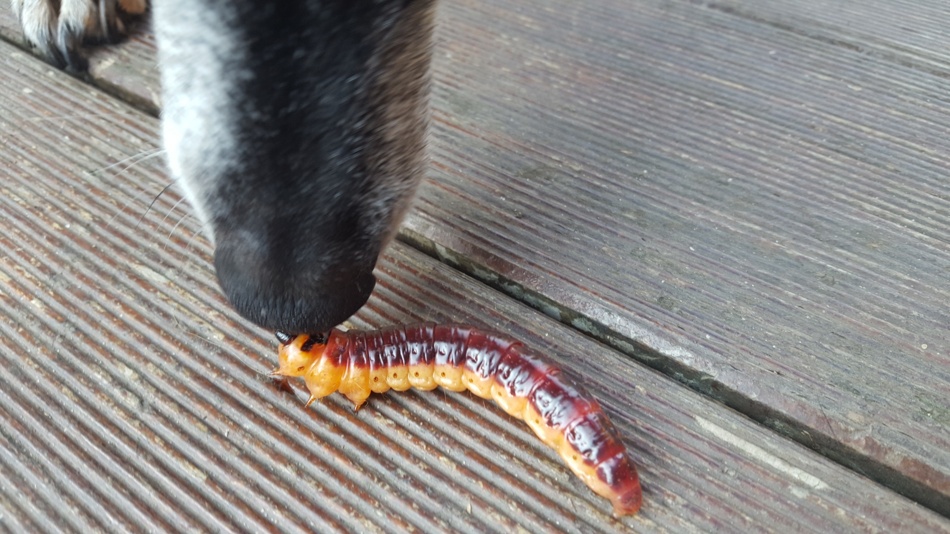 dog worm meet each other free photo