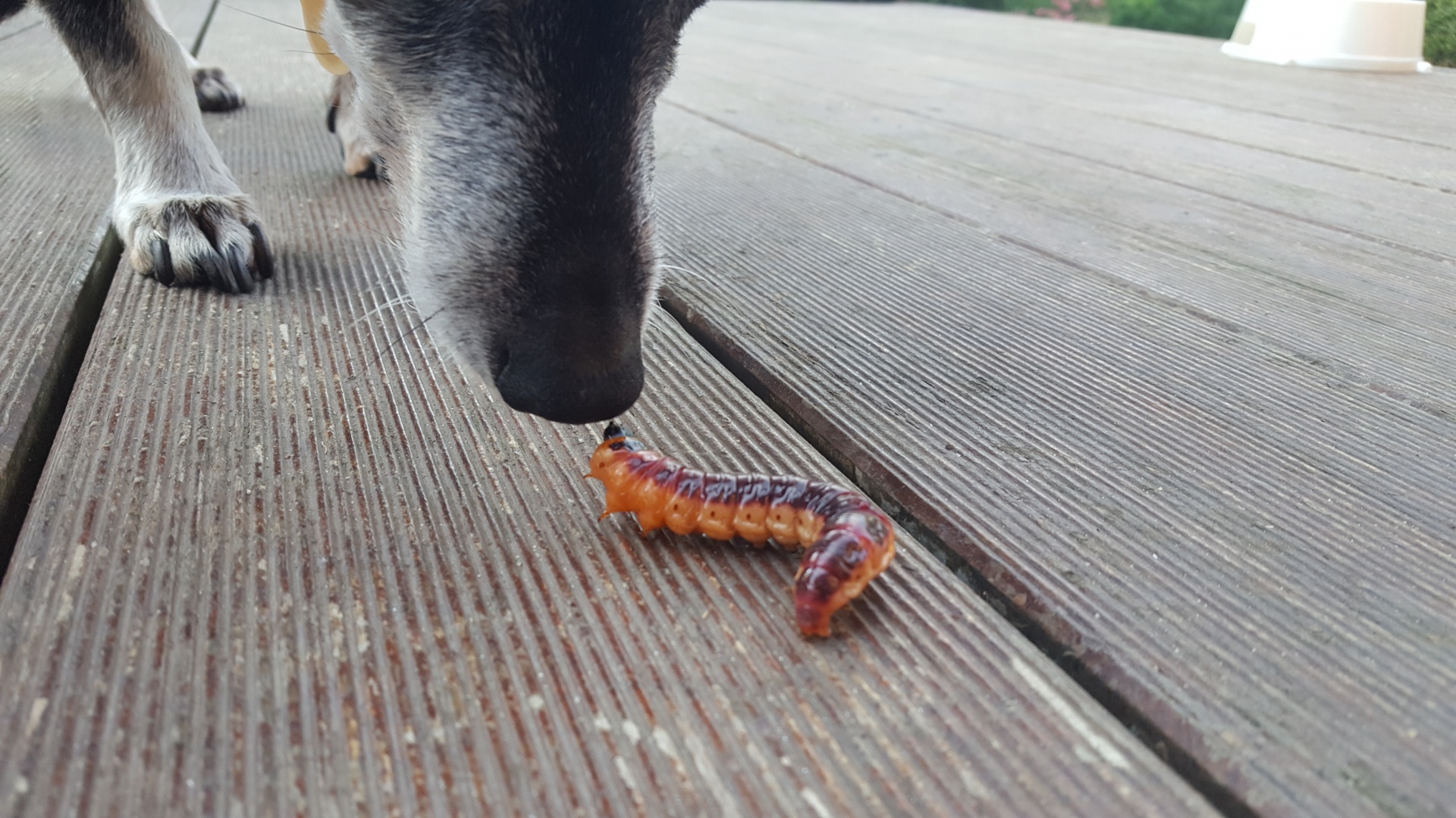 dog worm meeting free photo