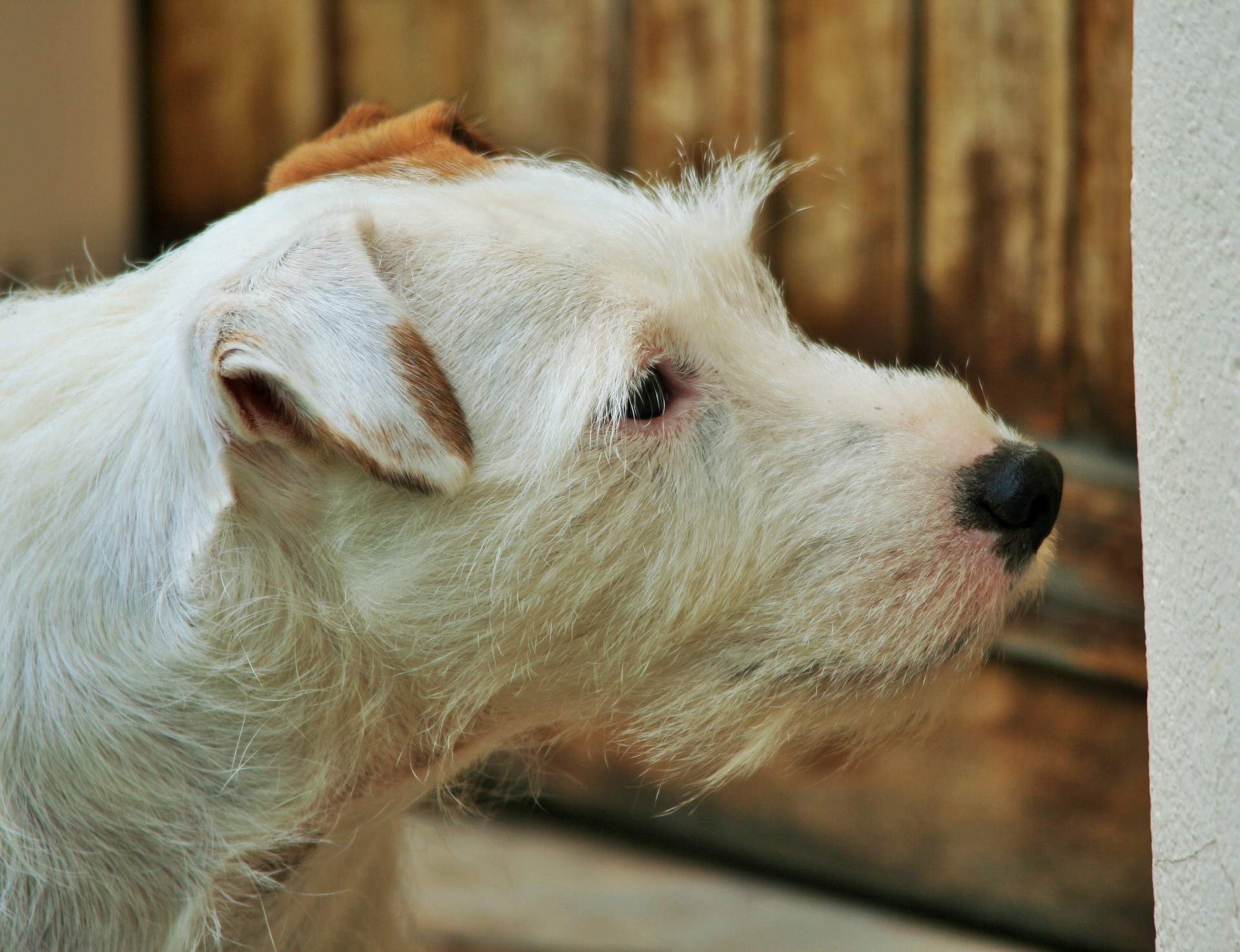 dog white parson's jack russel free photo