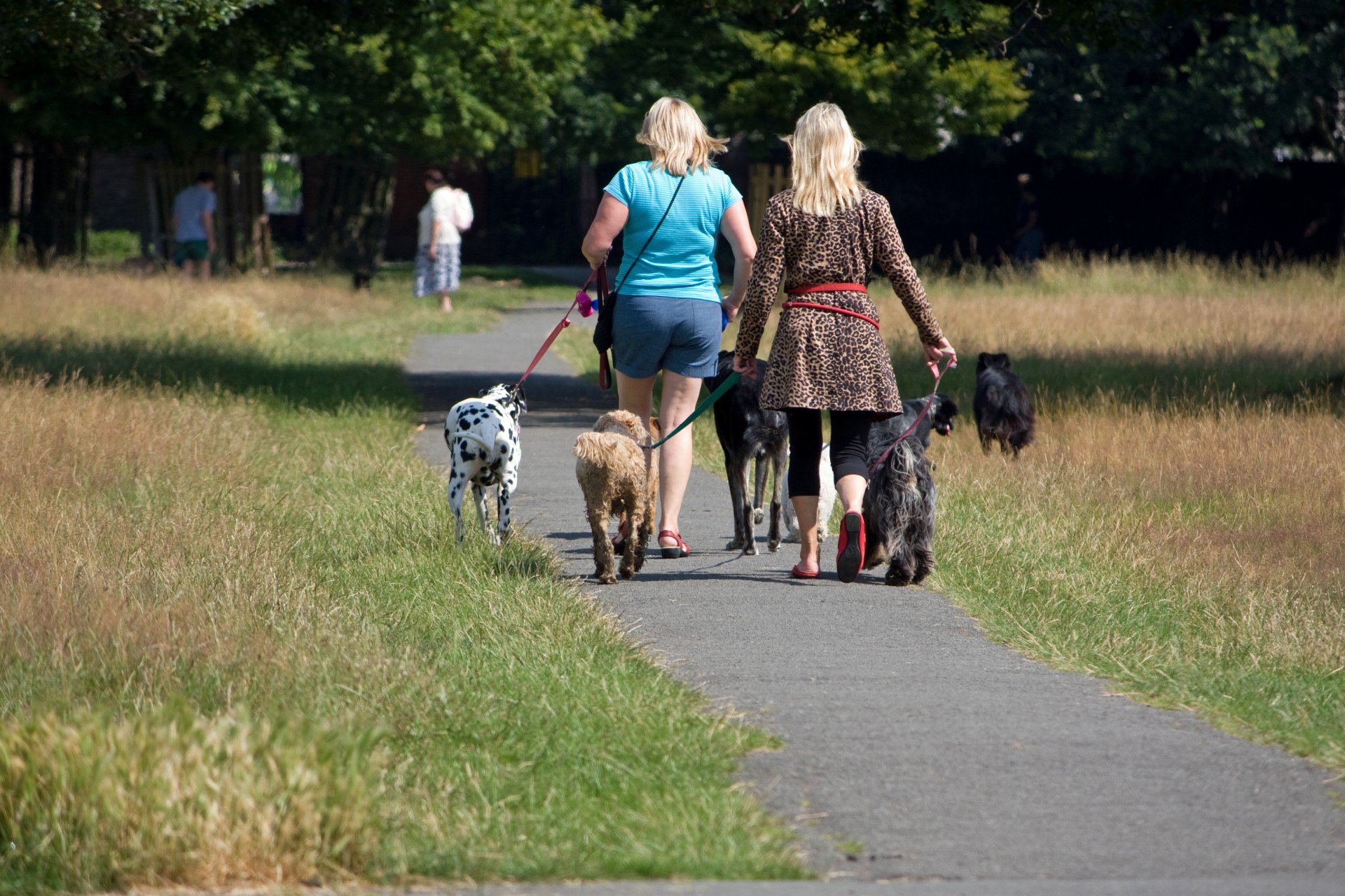 dog dogs dog walker free photo