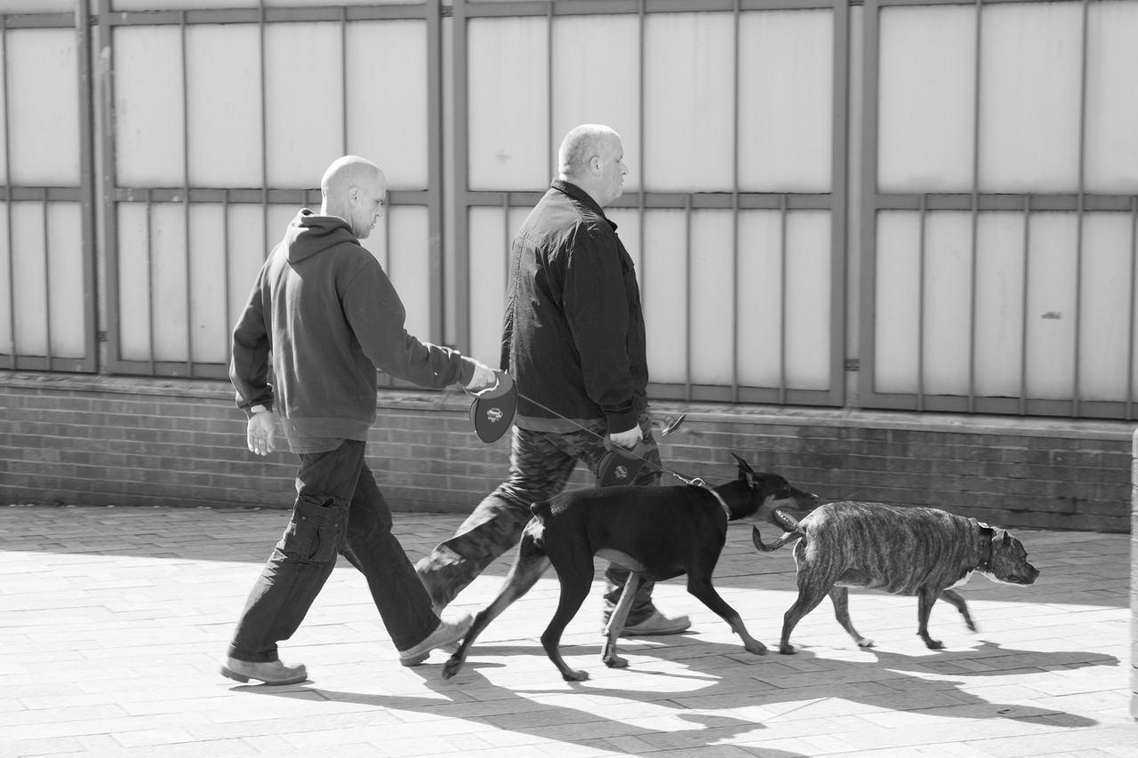 dog walking street scene city free photo