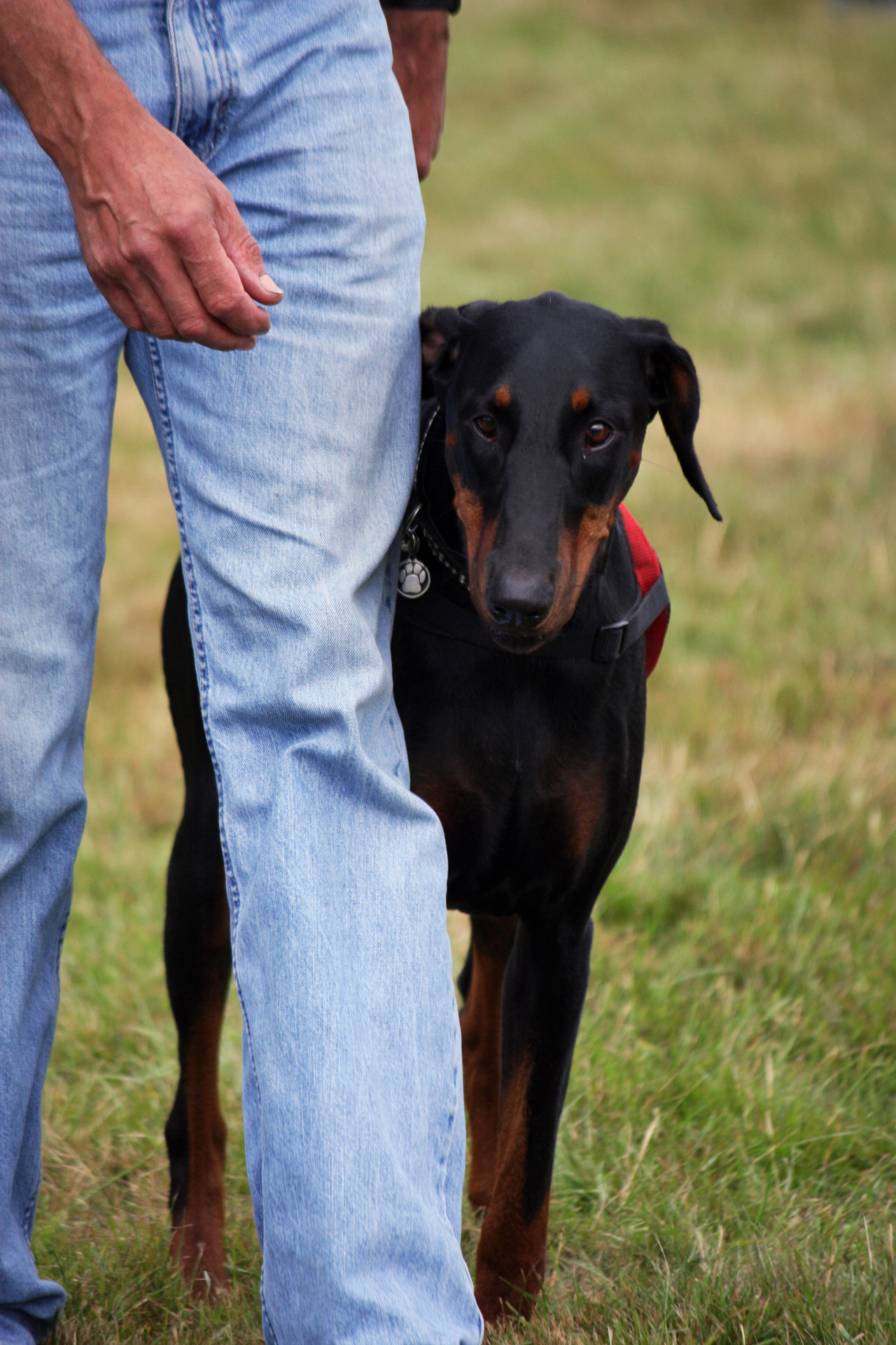 doberman dog pet free photo