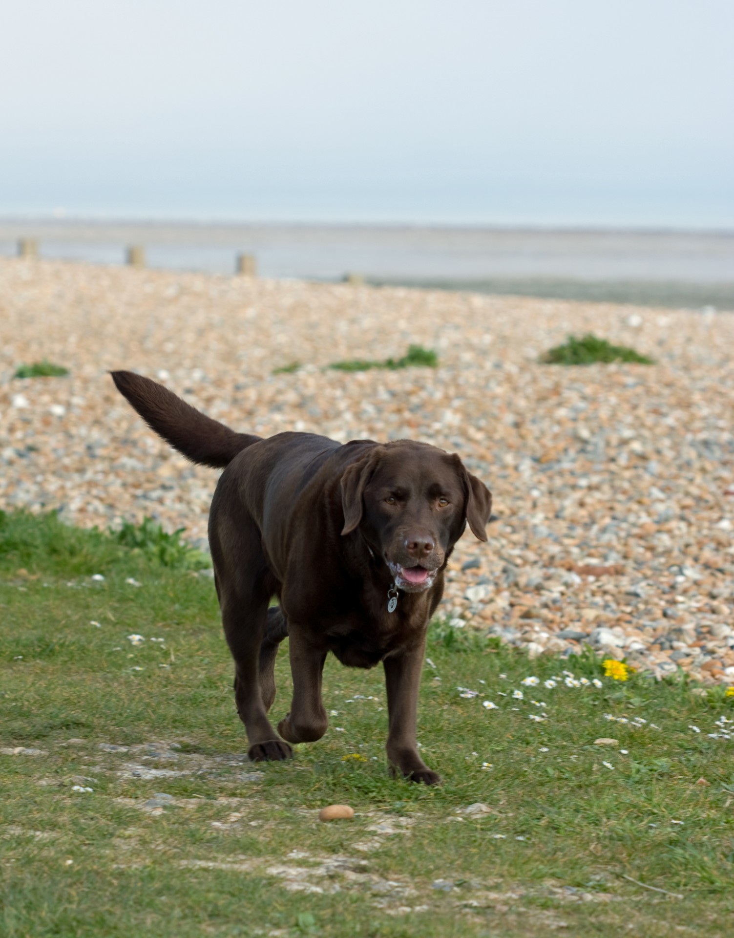 dog labrador animal free photo