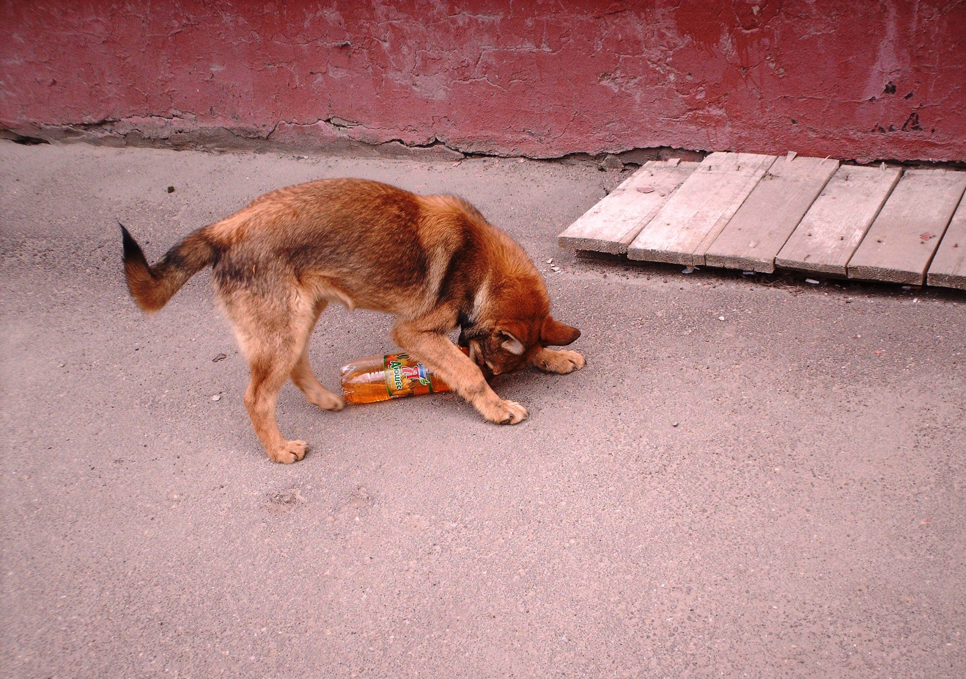 astronira homeless dog free photo