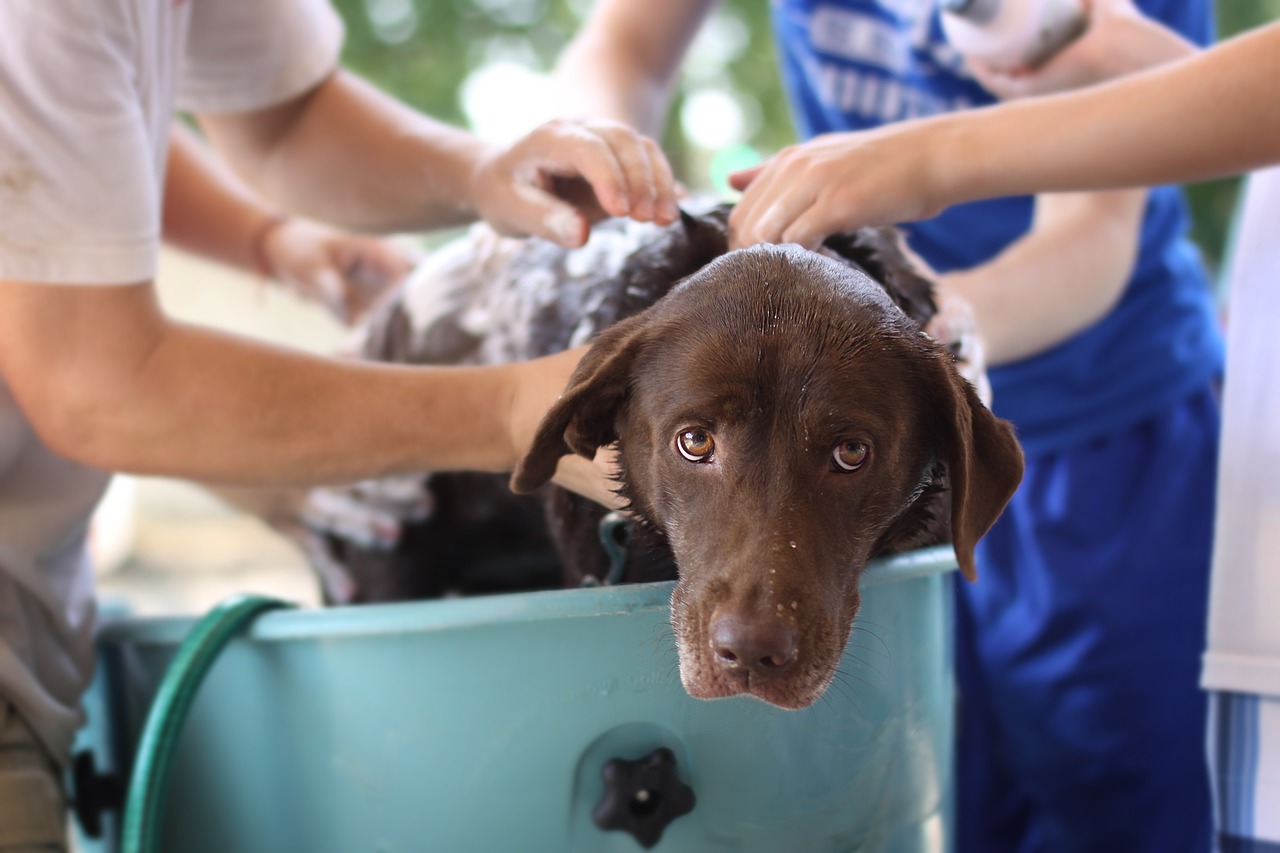 dog wash  tub  brown dog getting washed free photo