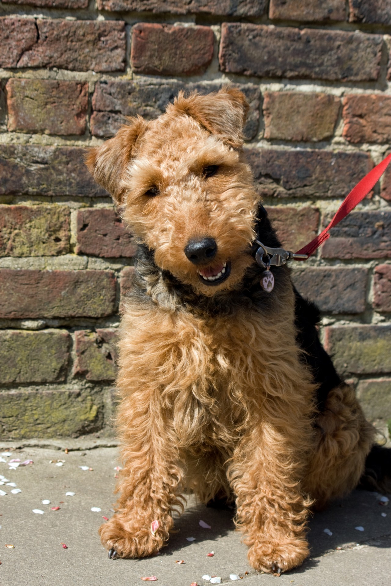 dog welsh terrier animal free photo