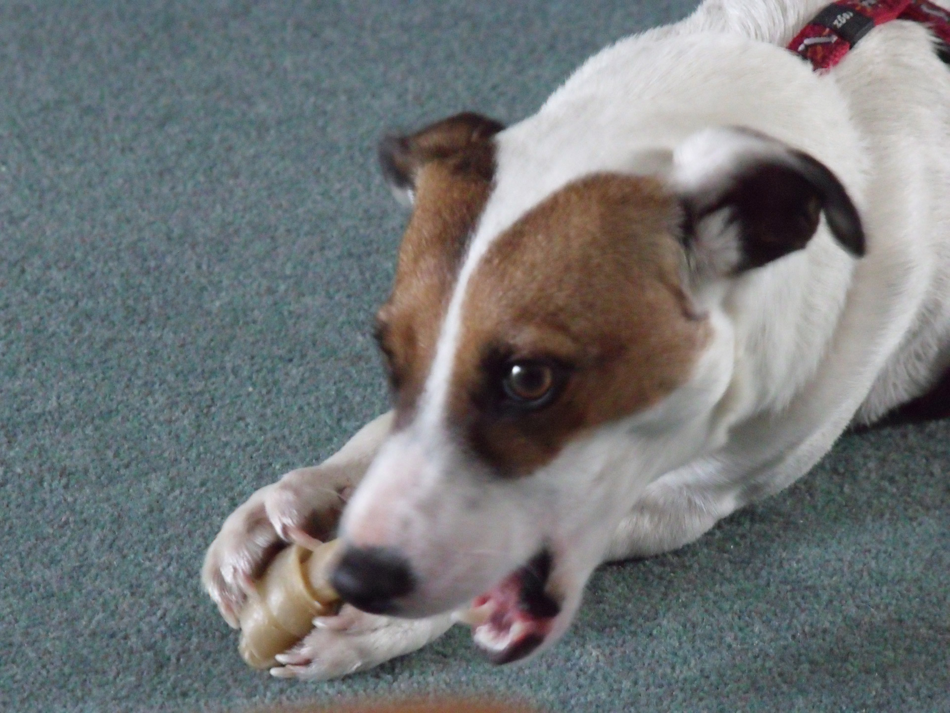 jack russell jack russell dog dog with bone free photo