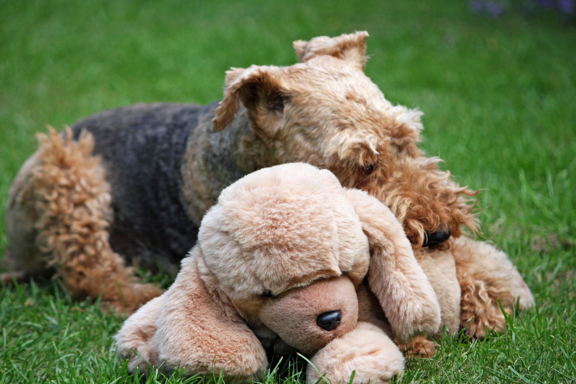 dog welsh terrier terrier free photo