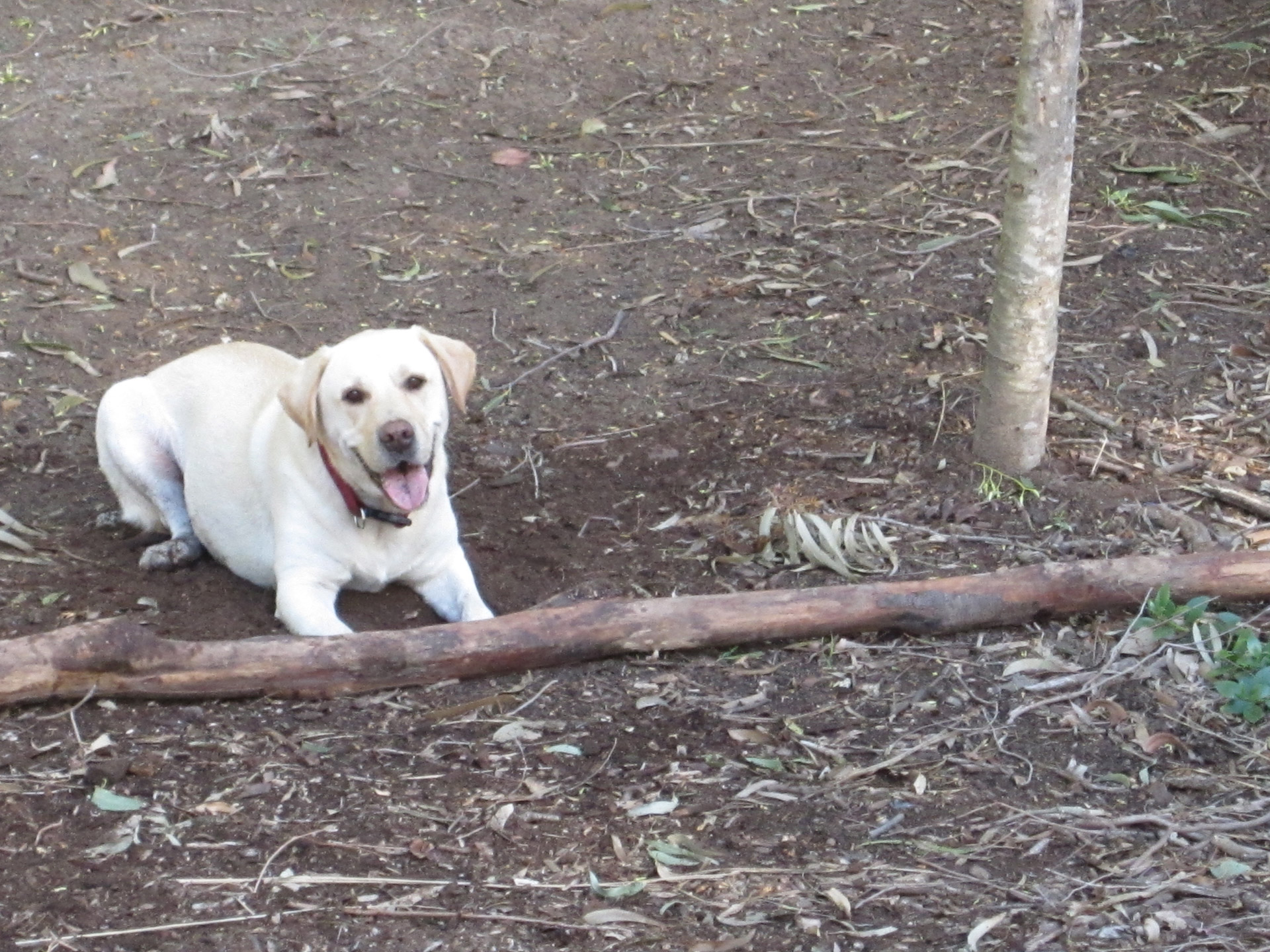 dog stick dirt free photo