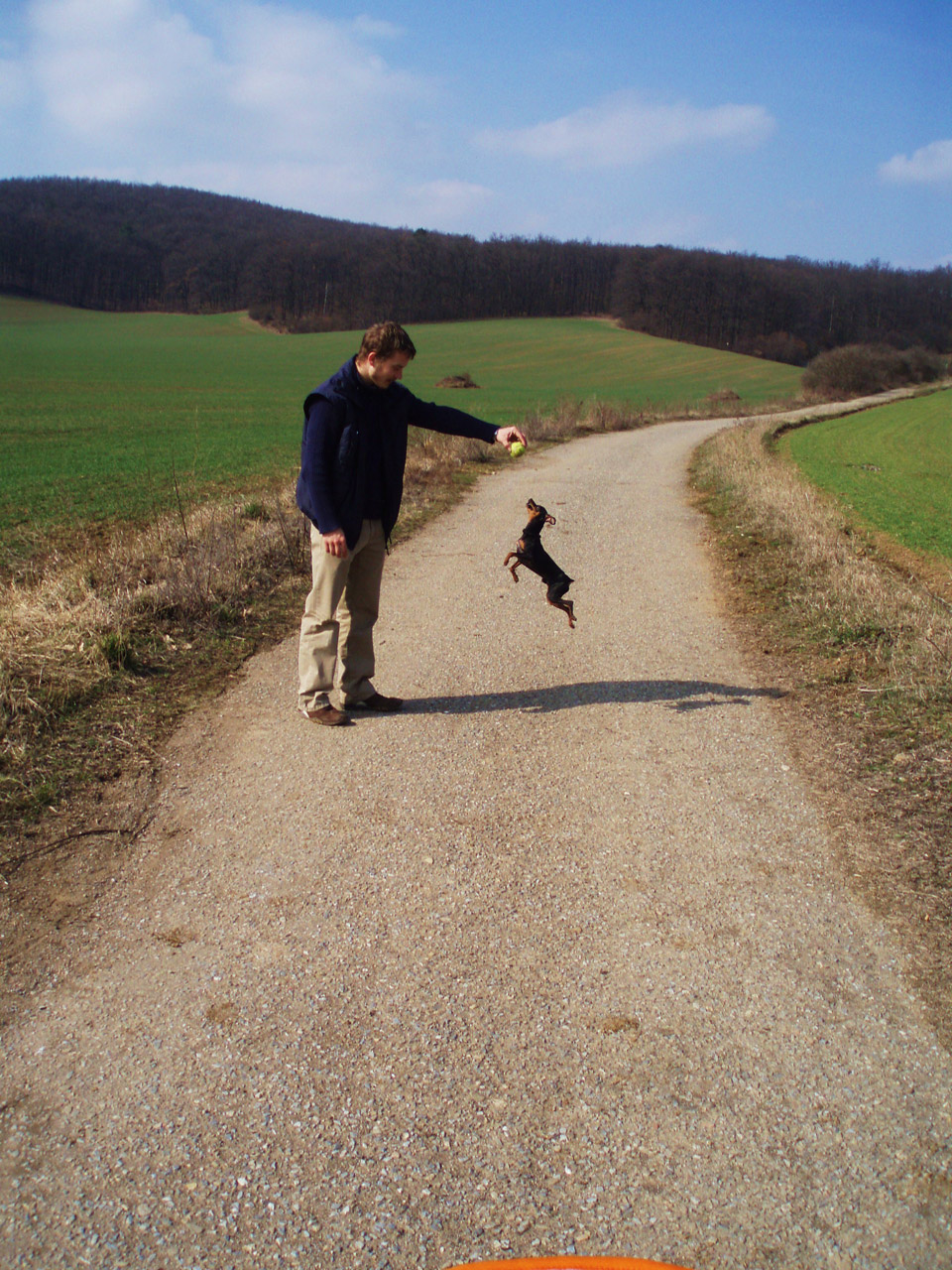 balloon dog walk free photo