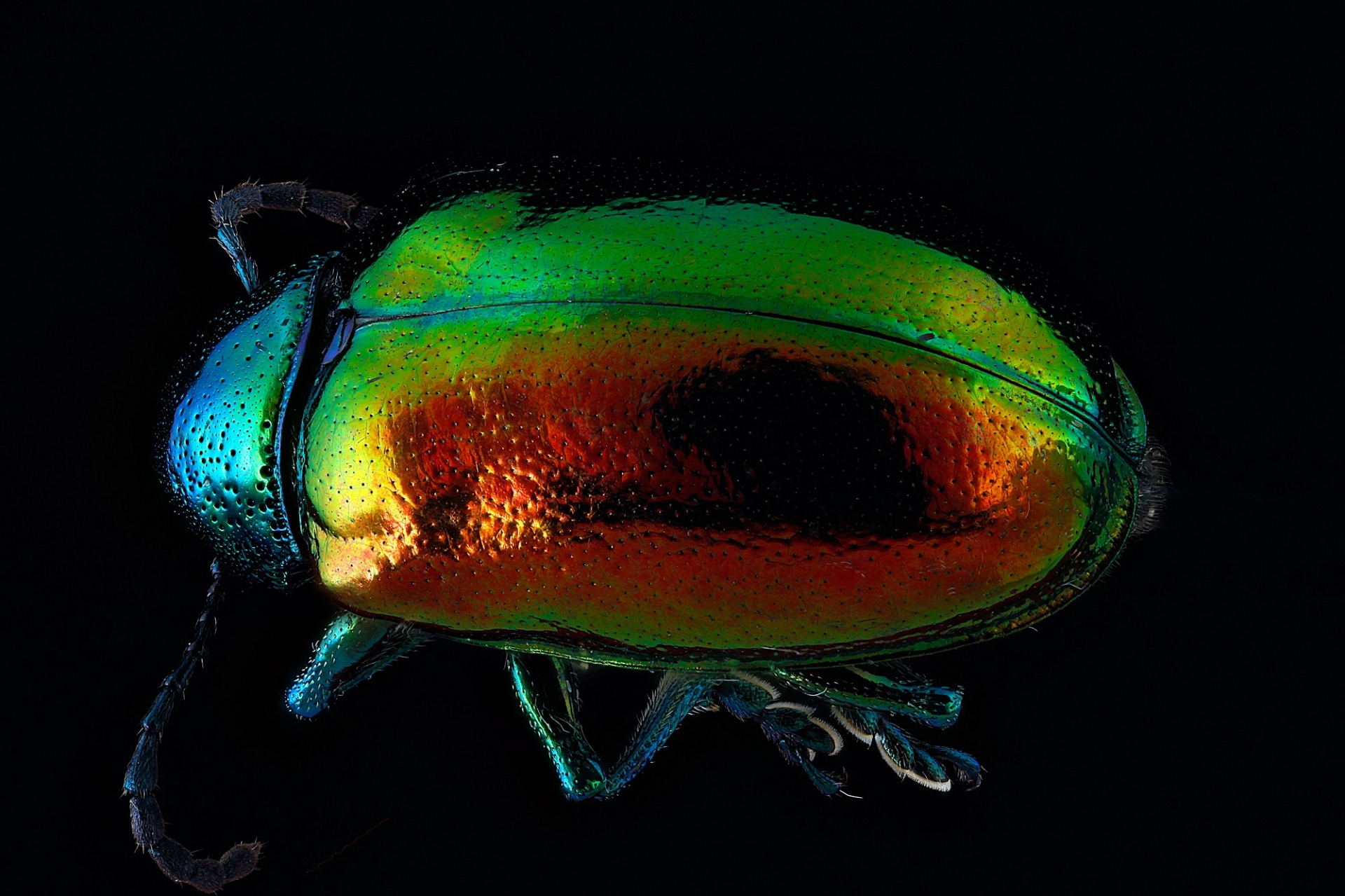 dogbane beetle insect macro free photo