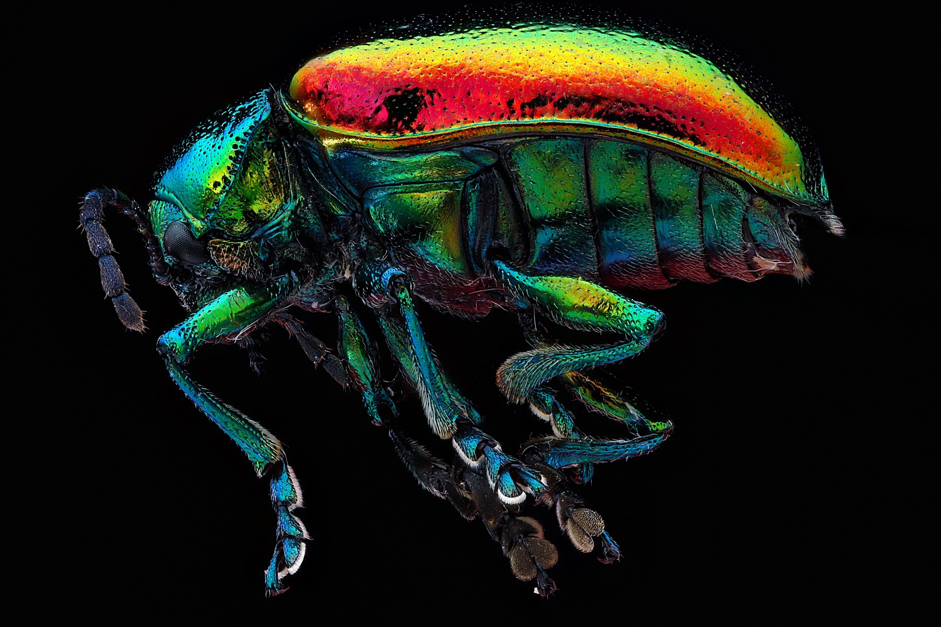 dogbane beetle insect mounted free photo