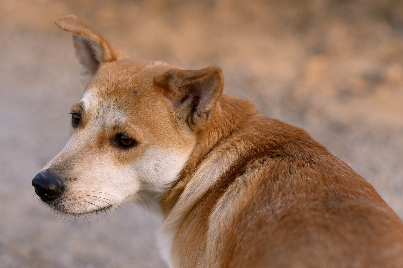 doggy dog pensive free photo