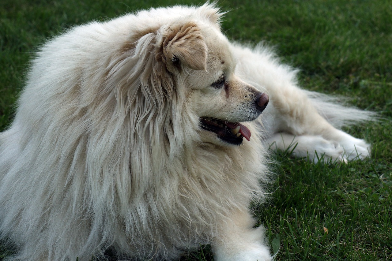 doggy lie thoroughbred free photo