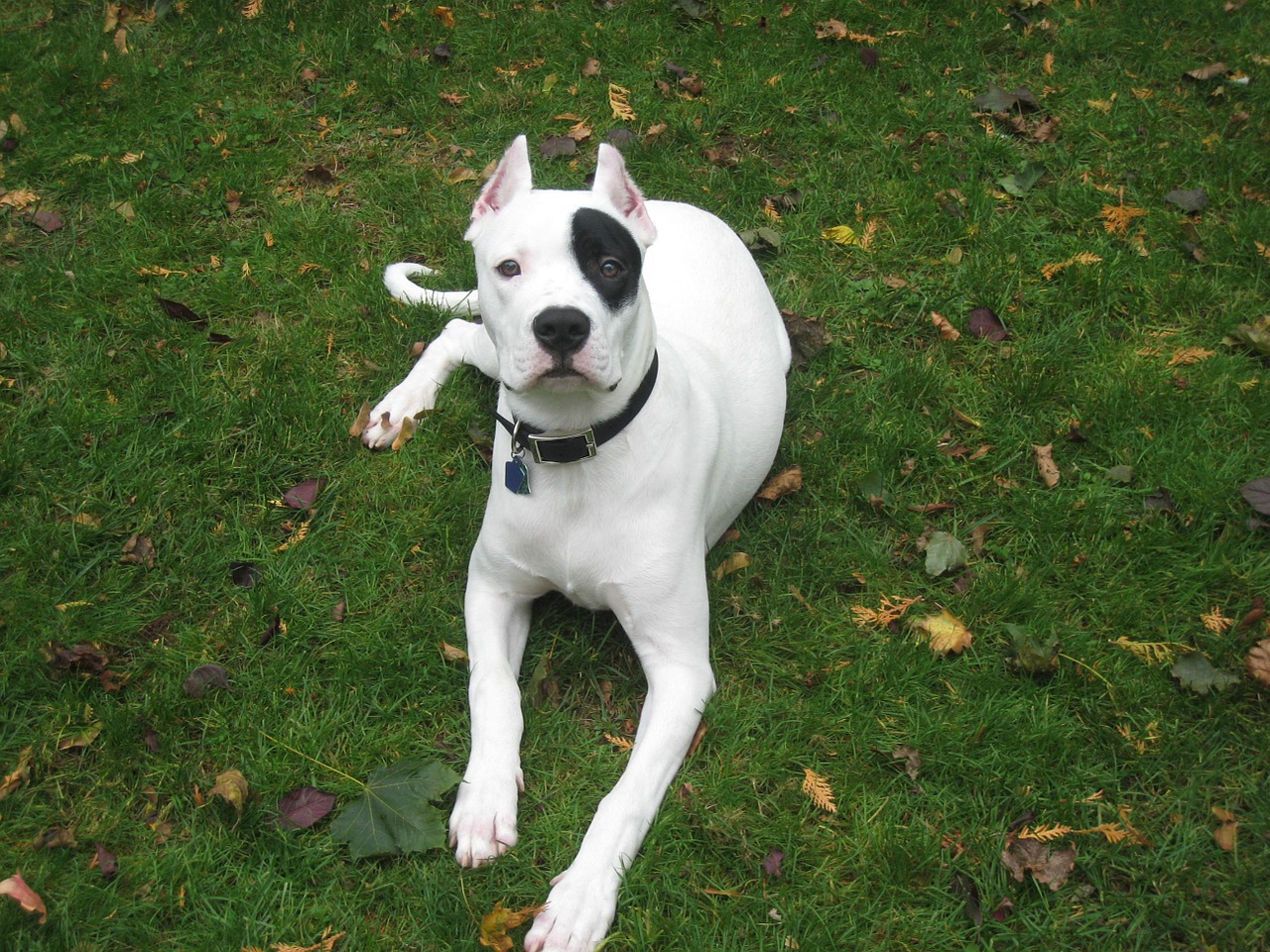 dogo argentino animal free photo