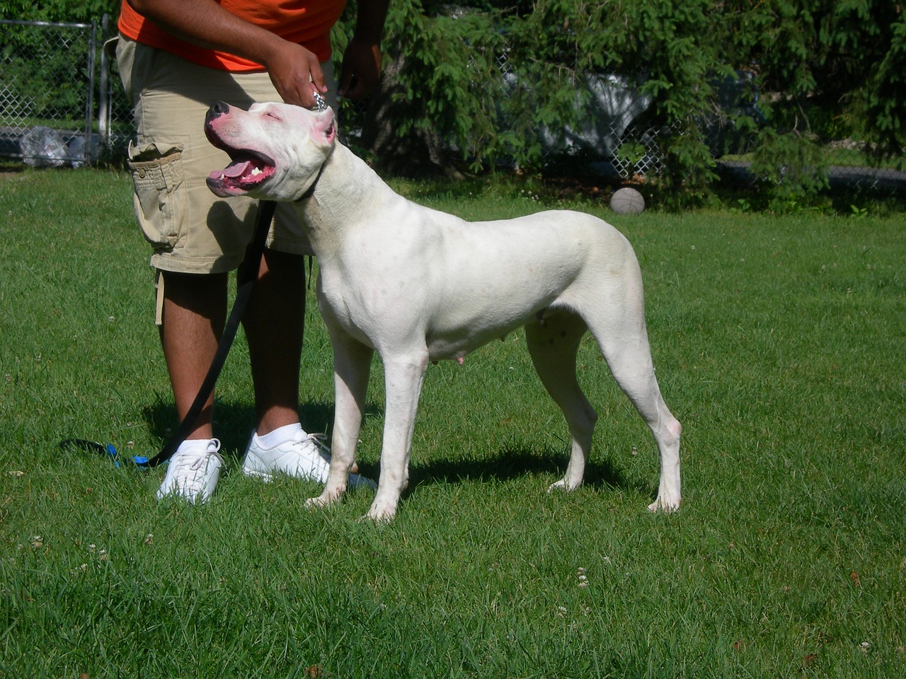 dogo argentino dogo dog free photo