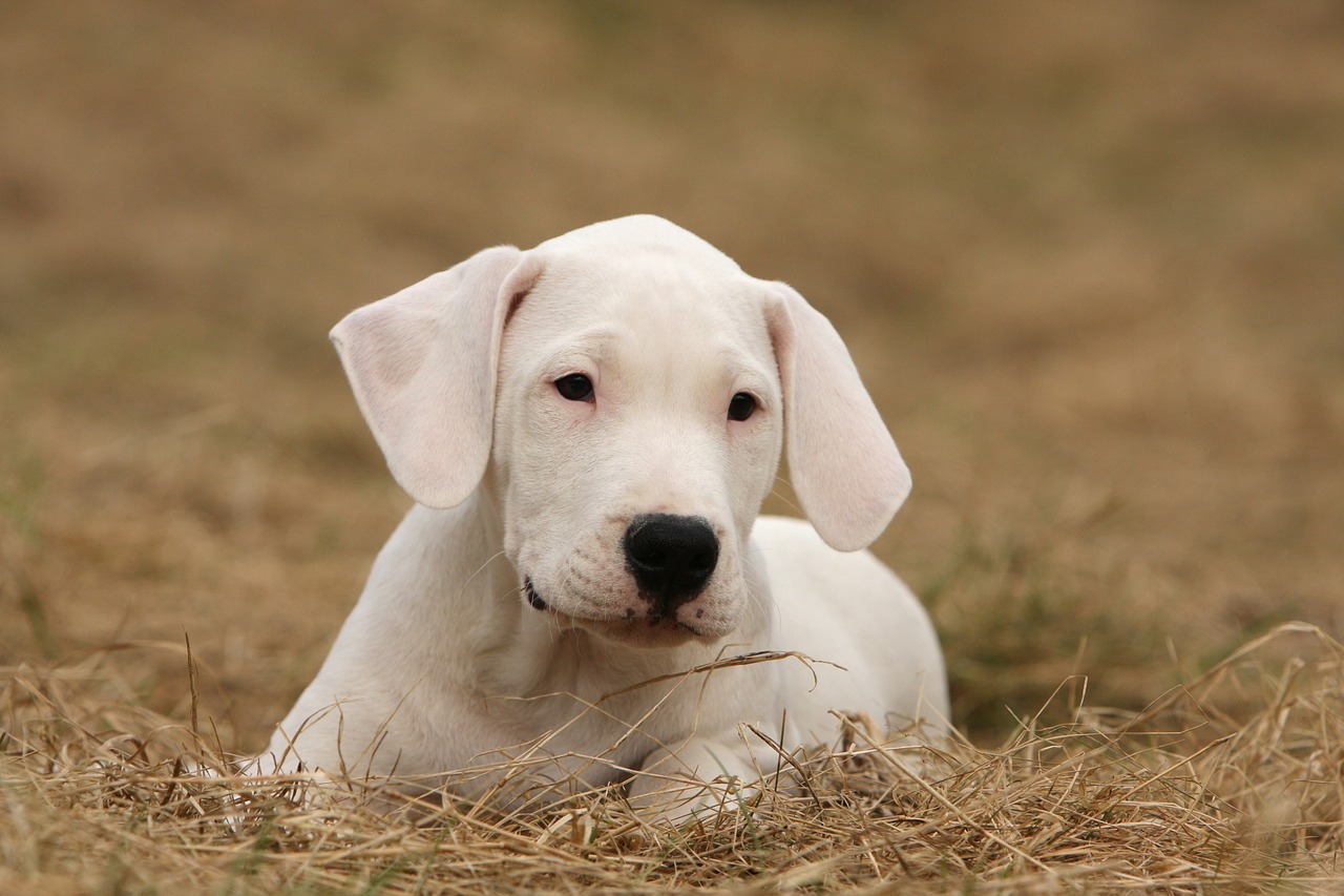 dogo argentino dogo dog free photo