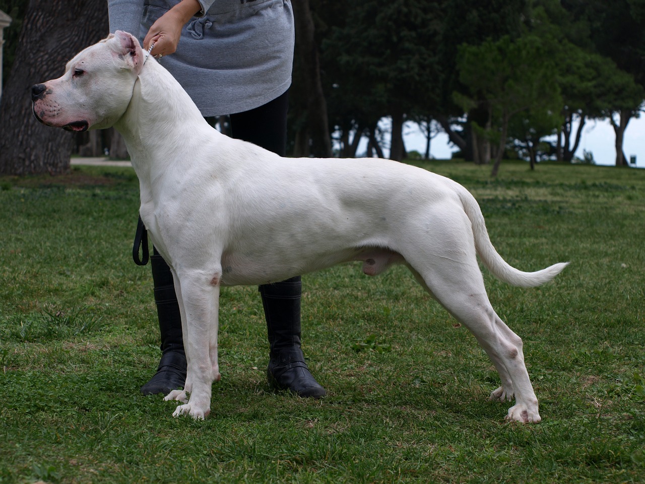 dogo argentino dogo dog free photo