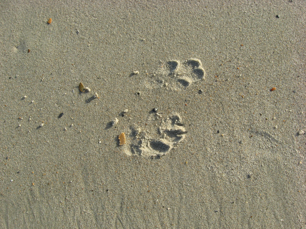 dog prints footprints free photo