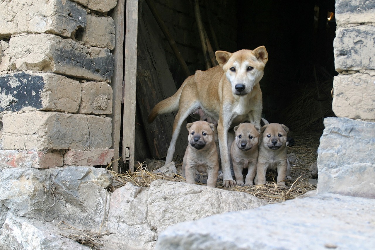 dogs family puppies free photo