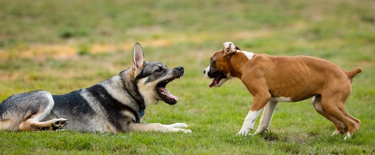 dogs playing canines free photo