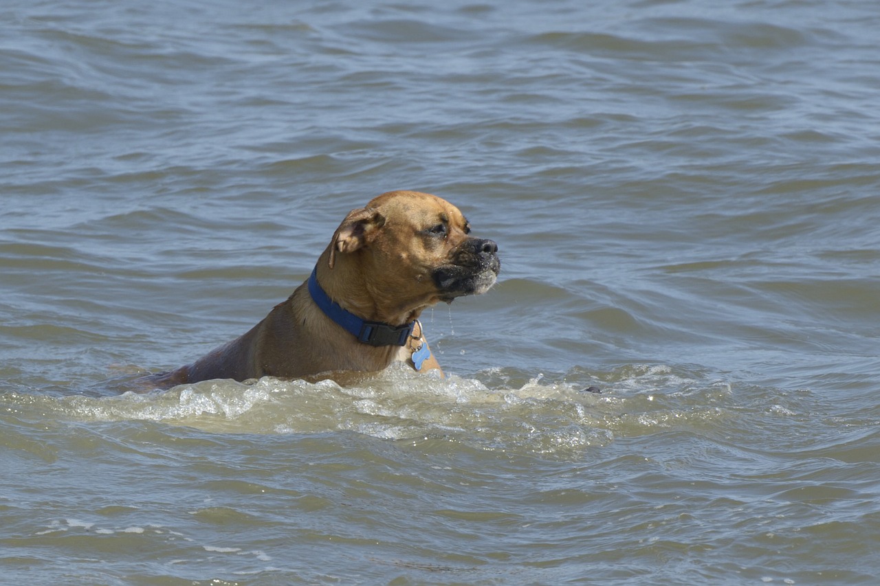 dogs sea grace under water free photo