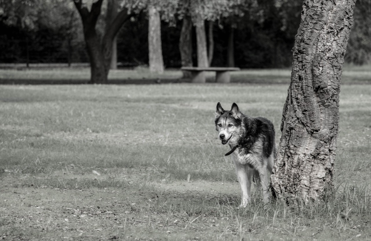 dogs animals siberian husky free photo