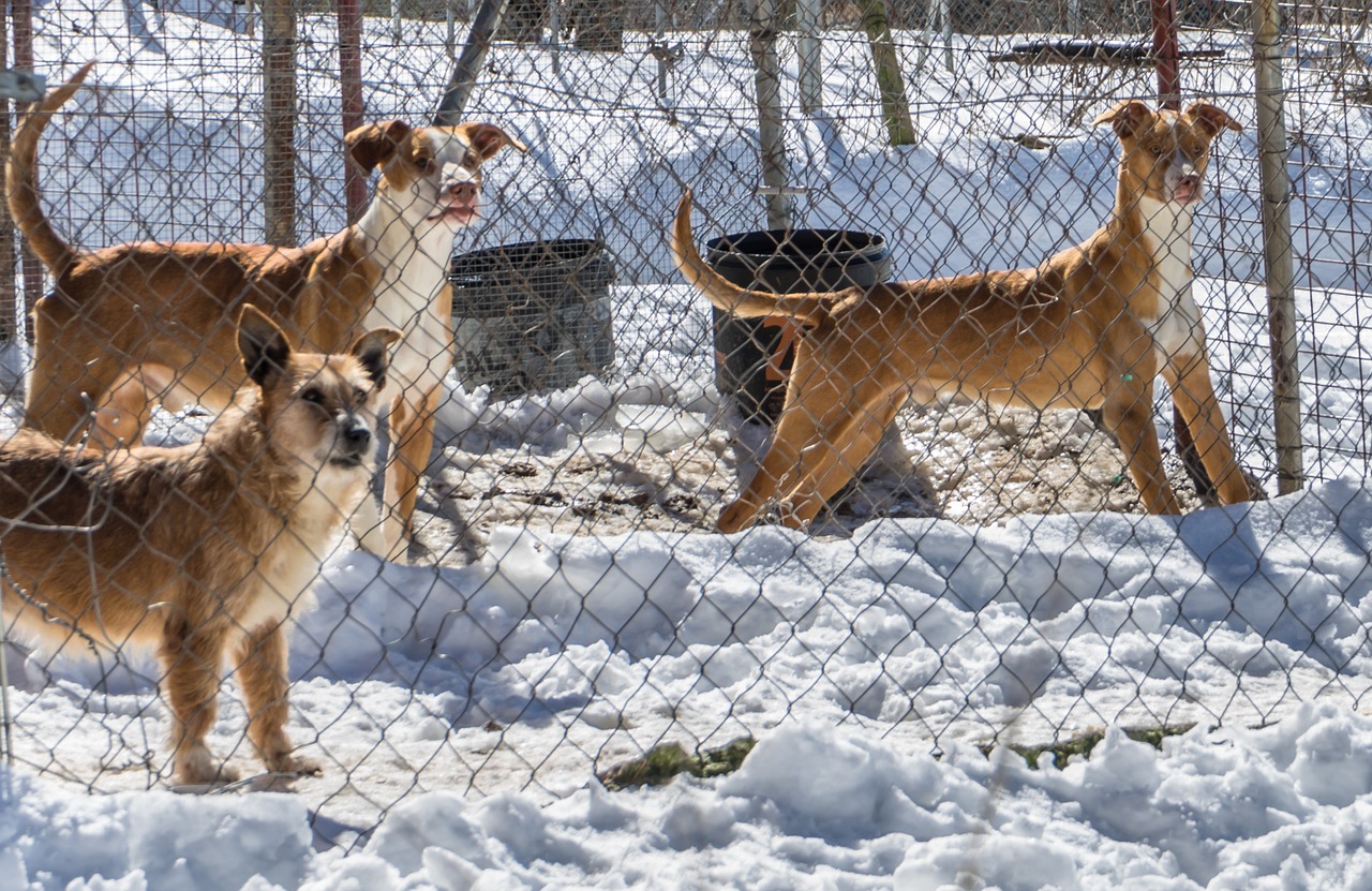 dogs snow winter free photo