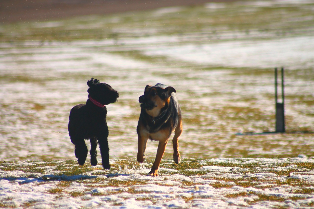 dogs playing funny free photo