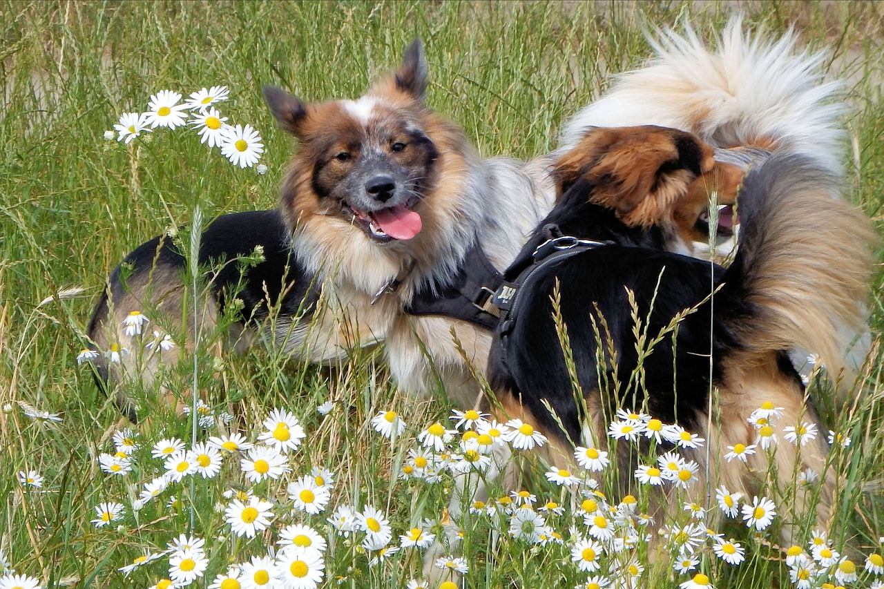 dogs meadow flower meadow free photo