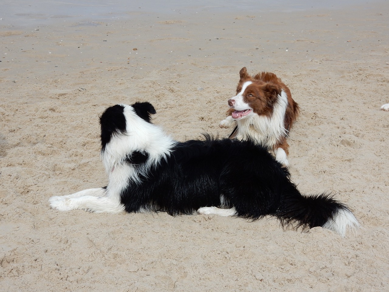 dogs beach border collie free photo