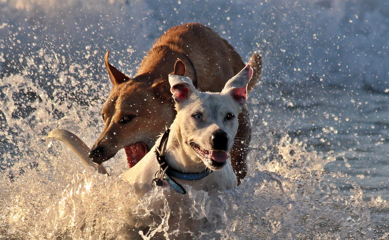 dogs romp play free photo