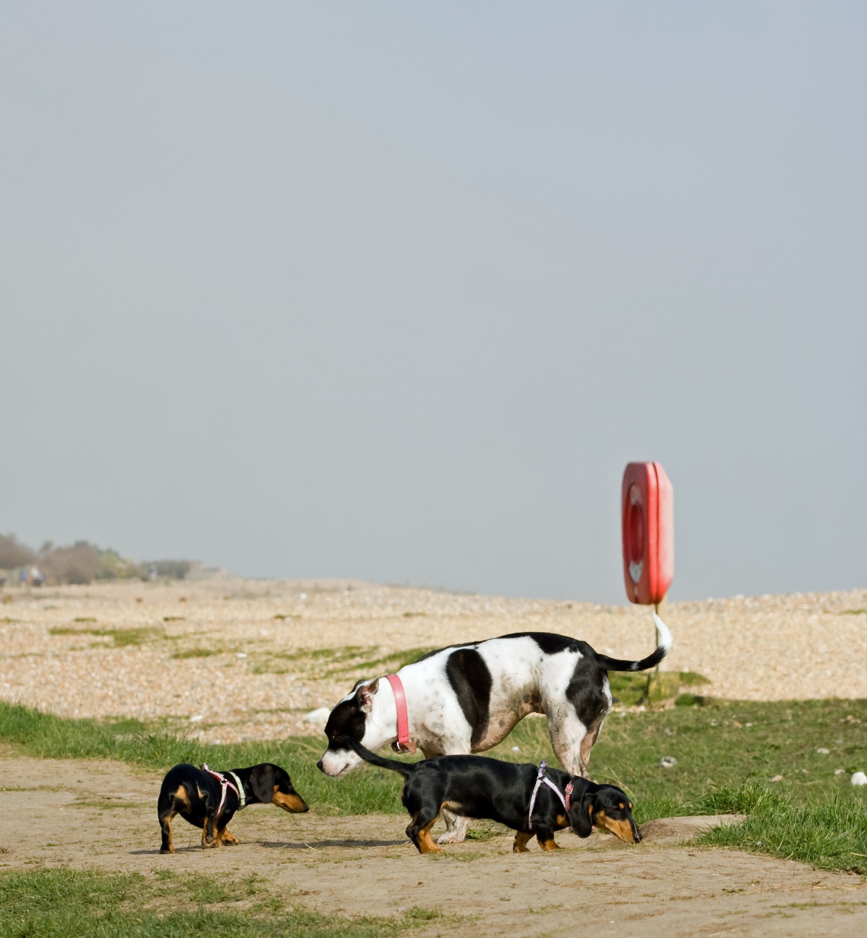 dog dogs dachshund free photo