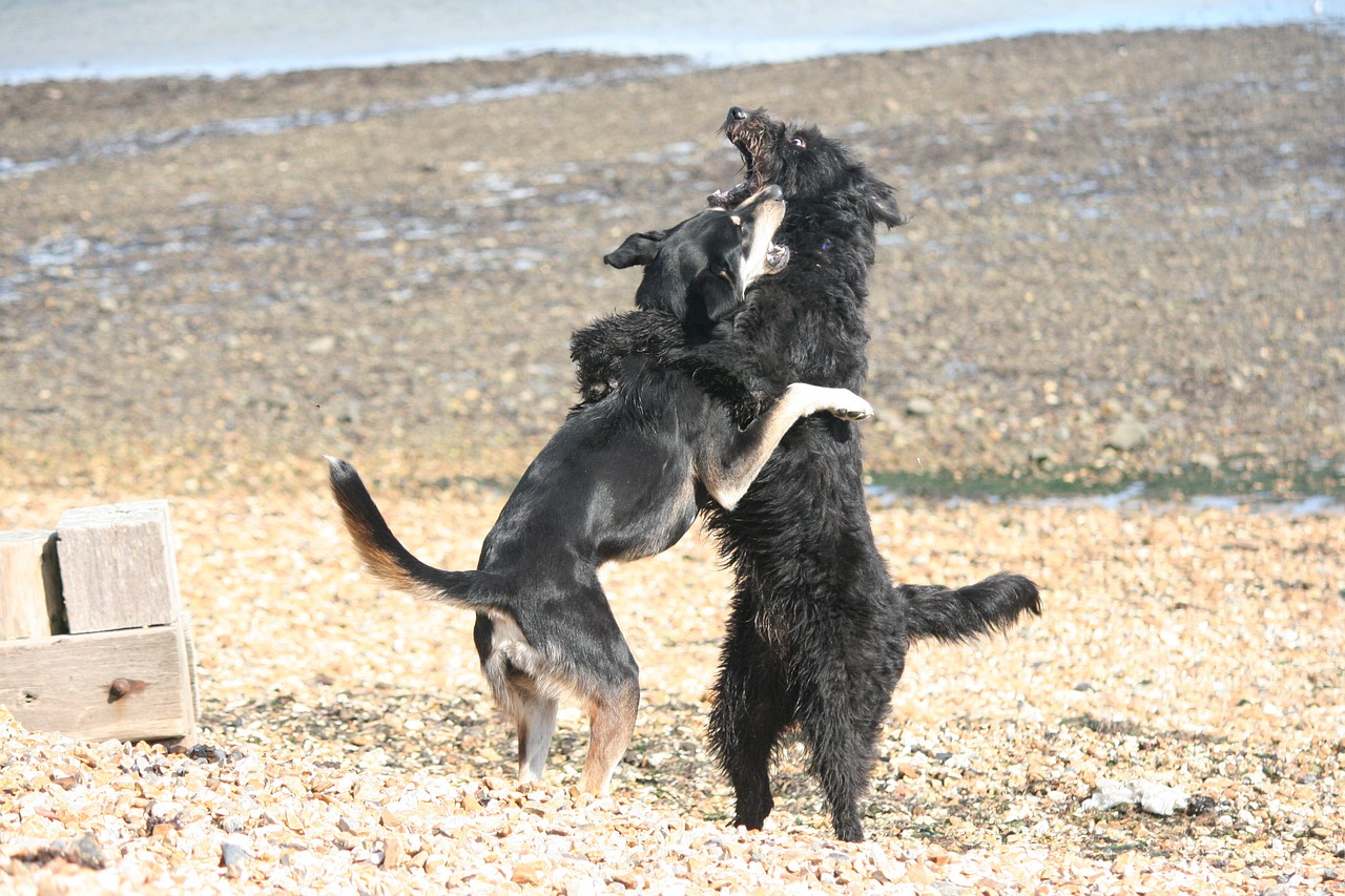 dogs play beach free photo