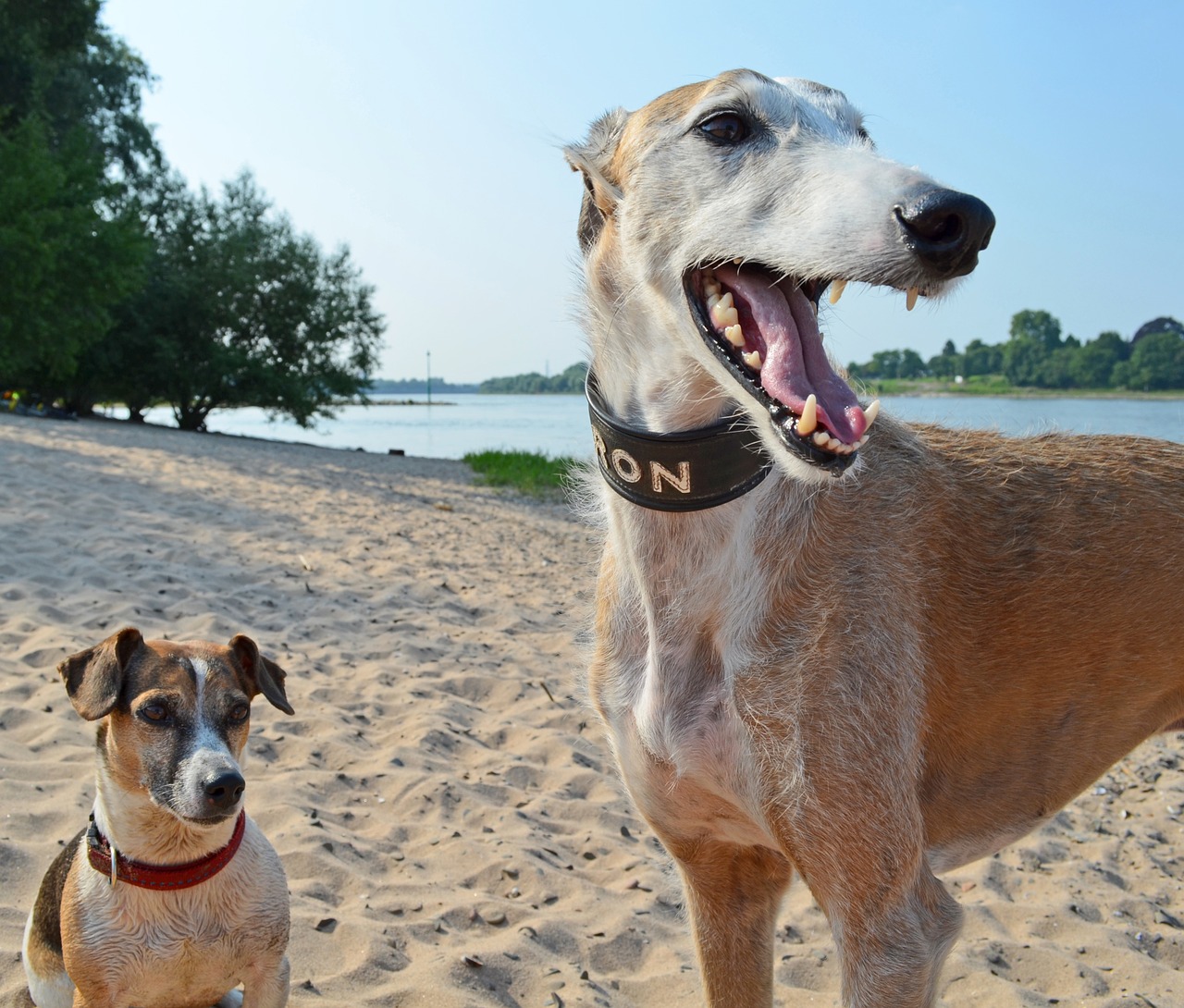 dogs greyhound beach free photo